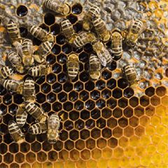 2020-10-10-apiculteur1