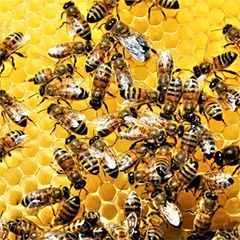 2021-06-12-abeilles