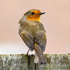 2024-01-14-recensement-oiseaux01