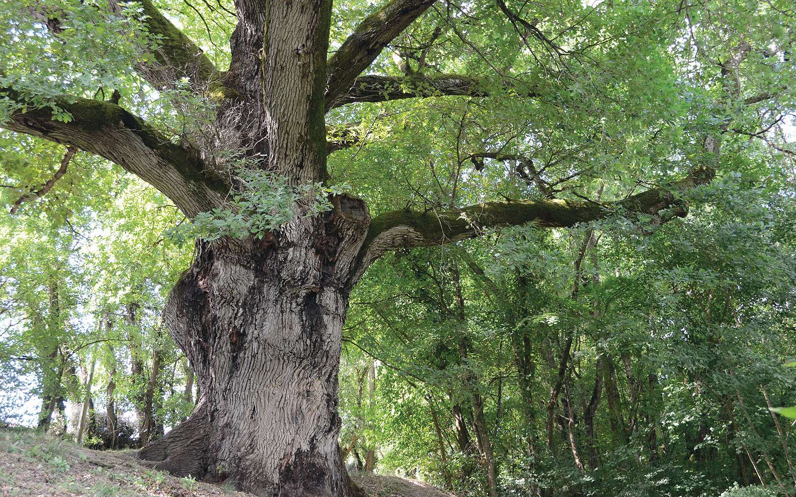 arbre