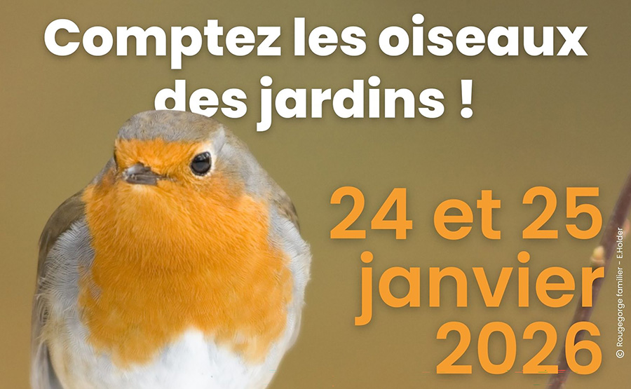 2026 01 24 comptage oiseaux