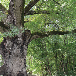 CPN : l'arbre dans l'écosystème forestier
