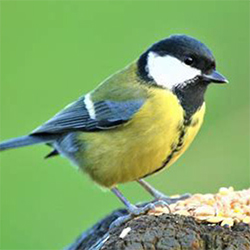 2025-12-18-cpn-recensement-oiseaux_01