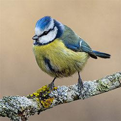 CPN : comptage des oiseaux