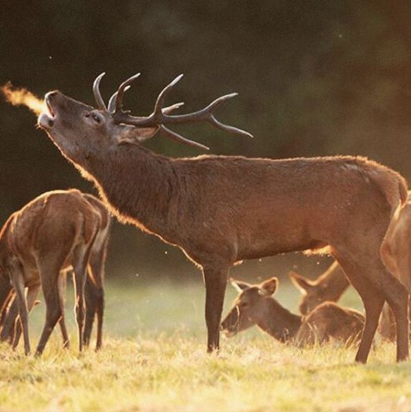 2022-29-9-Brame-du-cerf-mini